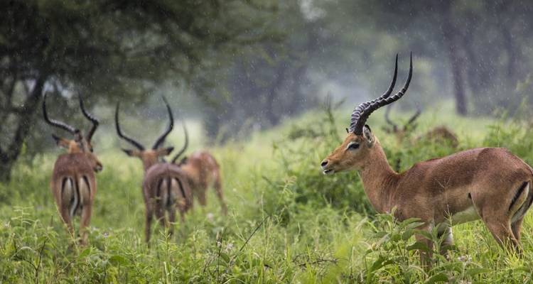 Safari Kifaru, Lodges Serena - viaje privado - Prime Safaris 4