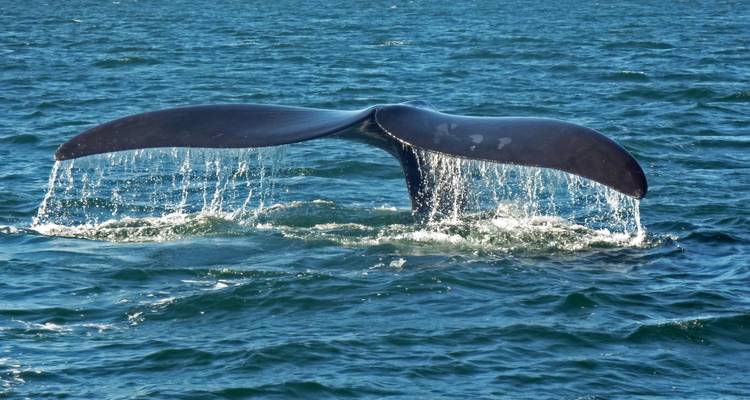 Ciudad del Cabo - Winelands - ruta Jardín - Parque Nacional de Addo: excursión de 6 días - Explore South Africa 9