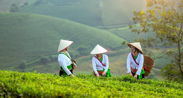 Trois femmes en tenue traditionnelle avec des chapeaux coniques récoltant du thé vert sur des collines vallonnées à l'aube.
