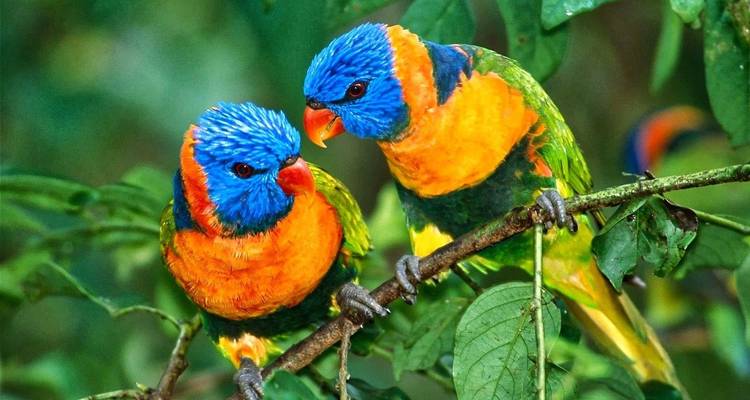 Viaje de 5 días al triángulo de oro con observación de aves - Delhi Agra Jaipur Bharatpur - Julie International Tours 6