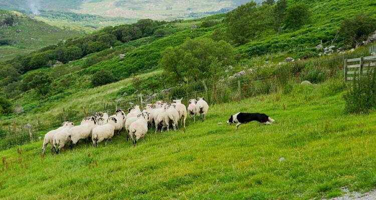 Chien de berger rassemblant des moutons dans un paysage pastoral verdoyant.