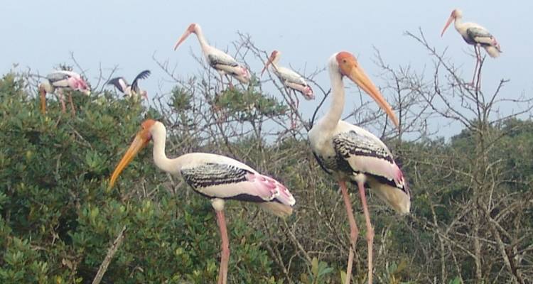 Circuito de un día al Templo del Sol y el lago Chilika desde Bhubaneshwar - Agora Voyages OPC Pvt Ltd 4