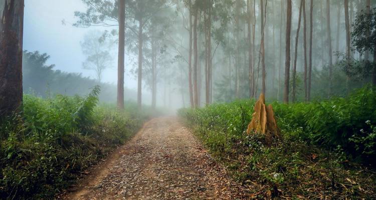 North Kerala Beach & Hill (Calicut, Wayanad & Kannur) - Agora Voyages OPC Pvt Ltd 3