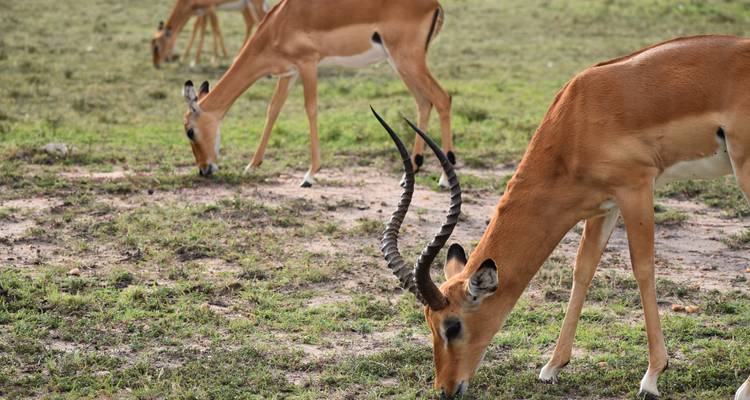 12 jours de safari en camping pour les groupes du Kenya et de la Tanzanie - Exciting Africa Holidays 3