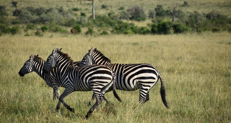 12 jours de safari en camping pour les groupes du Kenya et de la Tanzanie - Exciting Africa Holidays 2