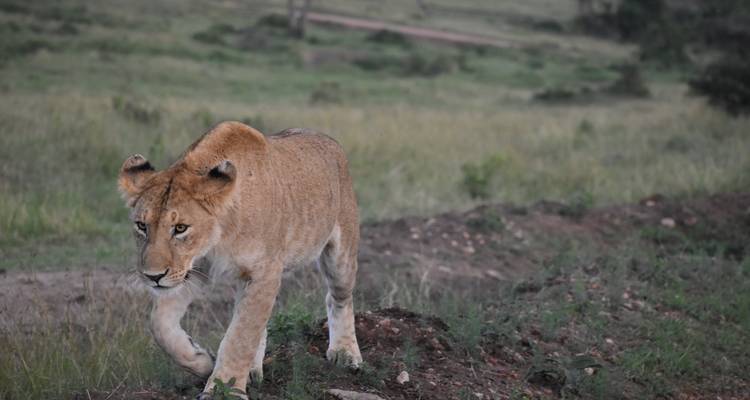 12 jours de safari en camping pour les groupes du Kenya et de la Tanzanie - Exciting Africa Holidays 1