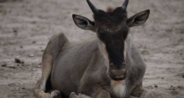 14 Days Kenya & Tanzania Photographic Safari With Ali - Exciting Africa Holidays 3