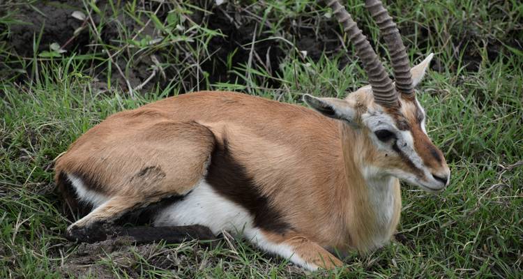 Eine Gazelle, die auf grünem Gras sitzt.