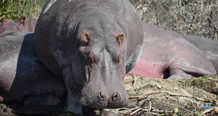 Zwei Nilpferde ruhen am Flussufer.