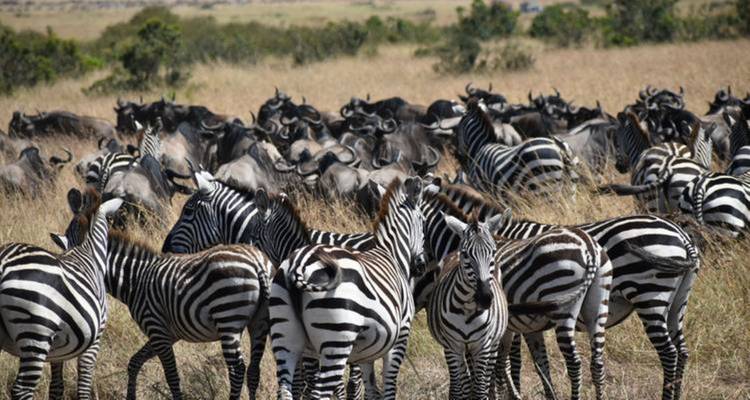 Herde von Zebras und Gnus in einer Savannenlandschaft.