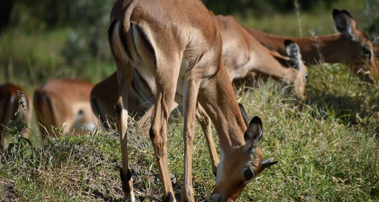 13 Day East Africa Year-Round Migration Safari- Midrange Camps & Lodges - Exciting Africa Holidays 6