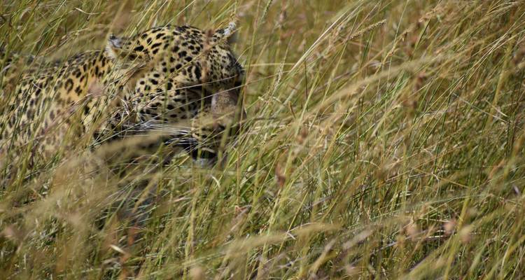 13 jours de safari de migration annuelle en Afrique de l'Est - Camps et lodges de catégorie moyenne - Exciting Africa Holidays 10