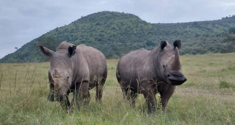 Twee neushoorns die grazen in een grasveld met een heuvel op de achtergrond.