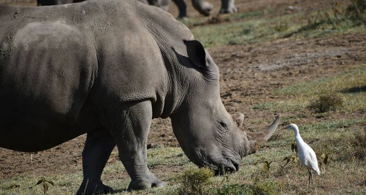 7 jours de safari classique en petit groupe au Kenya en Jeep 4X4 - Pam Tours and Travel  10