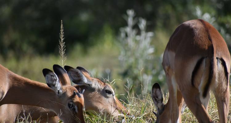 13 Day Best of Kenya and Tanzania Lodge  Safari - Pam Tours and Travel  9