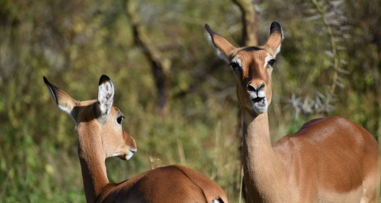 Safari en grupo de 12 días por el Circuito Lo Mejor de Kenia y Tanzania - Pam Tours and Travel  6