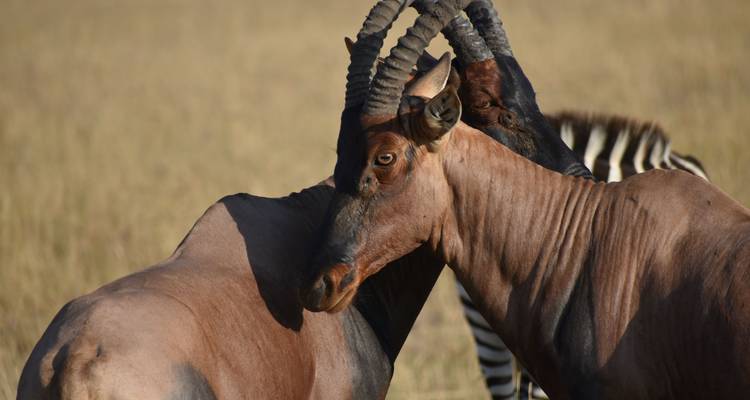 Safari en grupo de 12 días por el Circuito Lo Mejor de Kenia y Tanzania - Pam Tours and Travel  10
