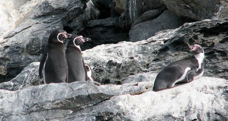 5 días de exploración valle del Elqui y reserva Nacional pingüinos de Humboldt - Signature DMC 1