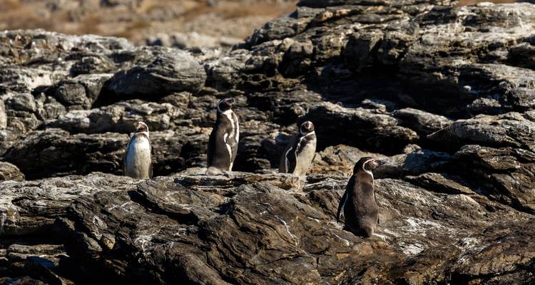 5 días de exploración valle del Elqui y reserva Nacional pingüinos de Humboldt - Signature DMC 8