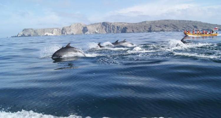 5 días de exploración valle del Elqui y reserva Nacional pingüinos de Humboldt - Signature DMC 7