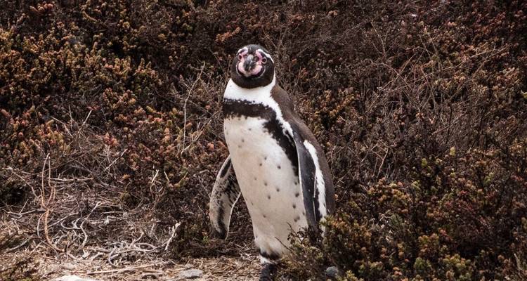 5 días de exploración valle del Elqui y reserva Nacional pingüinos de Humboldt - Signature DMC 9