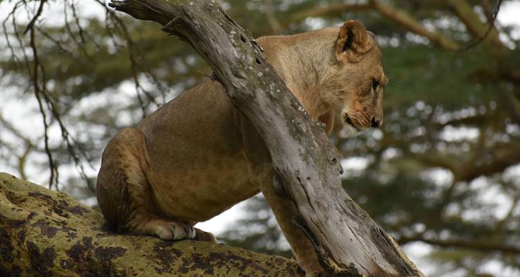 Safari familiar de lujo de 10 días en Kenia - Exciting Africa Holidays 8