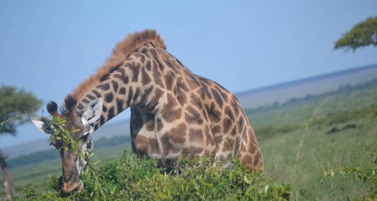 10 Days   Kenya  Migration Lodge Safari - Exciting Africa Holidays 6