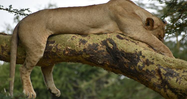 León descansando en la rama de un árbol.