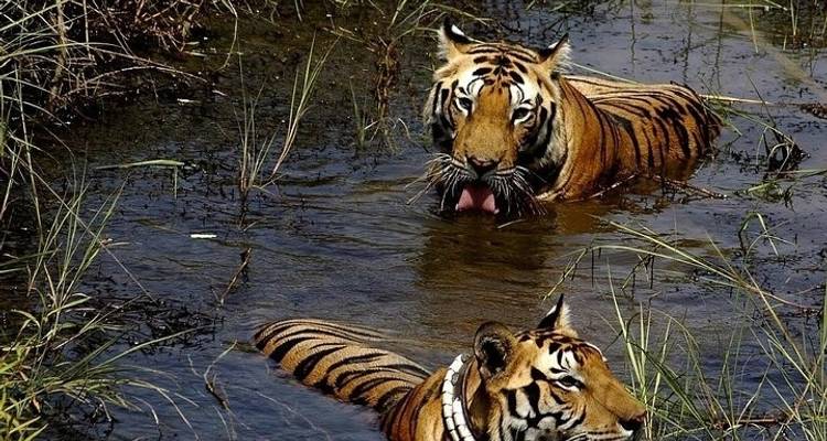 Safaris animaliers et d'expériences culturelles dans le centre de l'Inde - 10 jours - IHCT Heritage & Adventure  Tours 1