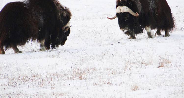 Arctic Winter Heartbeat | Aventure hivernale active - Arctic Range Adventure 3