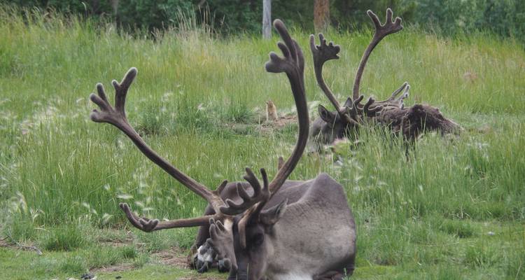 Arctic Summer Heartbeat | Active Summer Adventure - Arctic Range Adventure 7