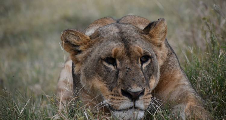 04 días de safari en Albergue en Kenia - safari en Jeep por el lago Nakuru y el Masai Mara - Exciting Africa Holidays 4