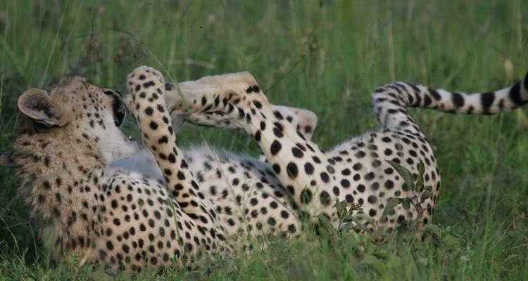 Safari de 2 días al Maasai Mara - Samson's Safaris 2