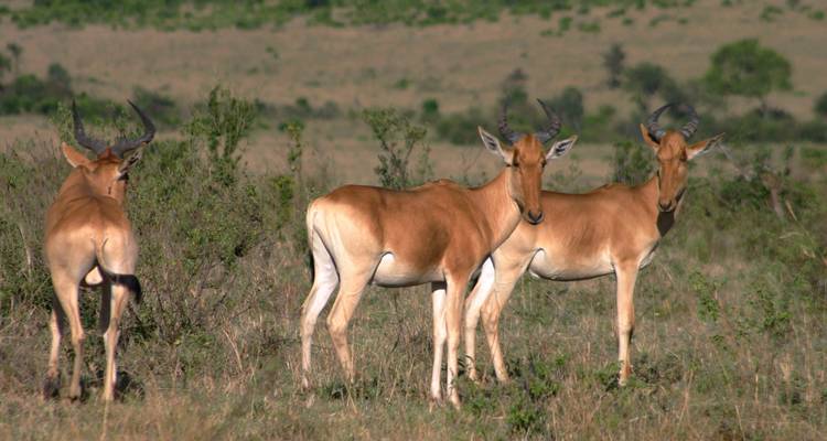 Safari de 2 días al Maasai Mara - Samson's Safaris 4