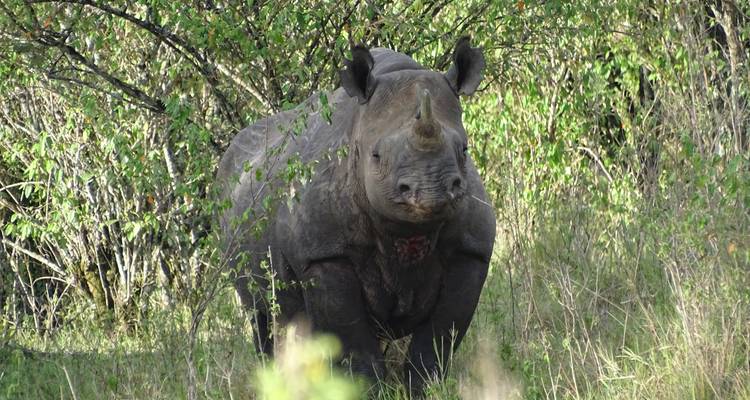 Safari de 2 días al Maasai Mara - Samson's Safaris 6