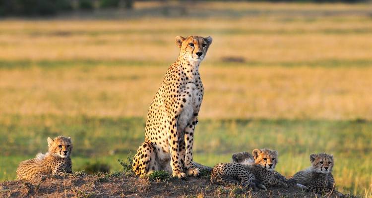 Safari de 2 días al Maasai Mara - Samson's Safaris 10