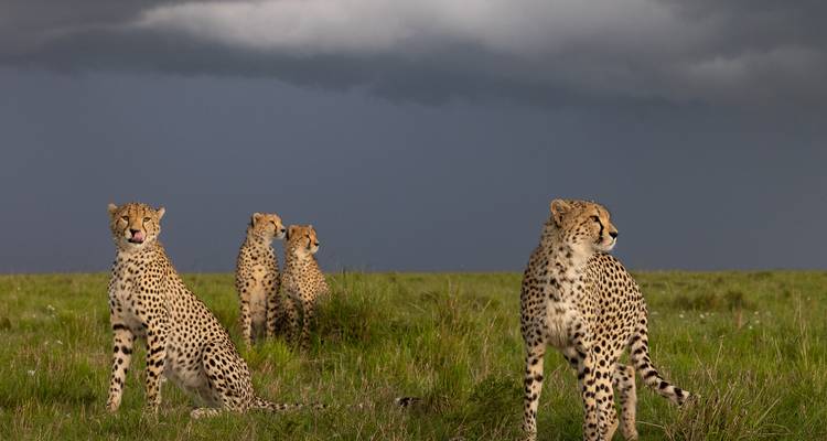 Groupe de guépards assis dans une plaine herbeuse sous un ciel menaçant.