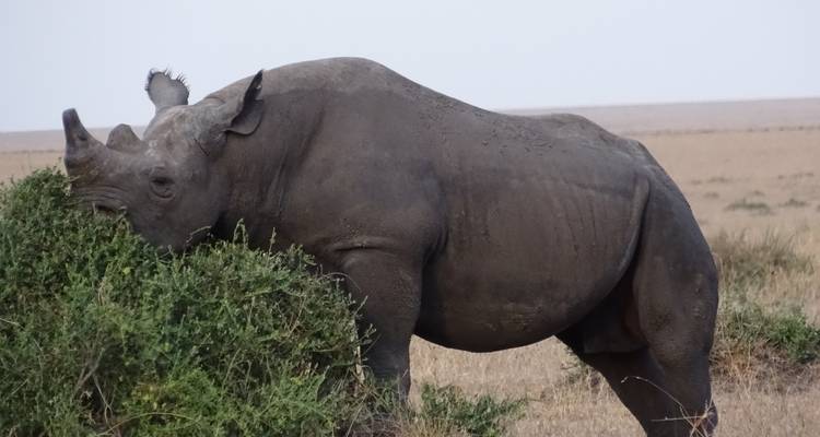 6 Days Nairobi, Nakuru, Naivasha & Amboseli Grp Joining - Samson's Safaris 3