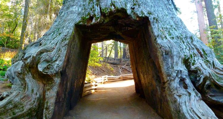 Yellowstone Rocky Mountain and California Desert 11 DAY Explorer Camping - Bindlestiff Tours 6