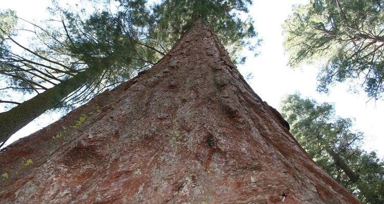 Regardant vers le haut du tronc d'un grand arbre dans une forêt.