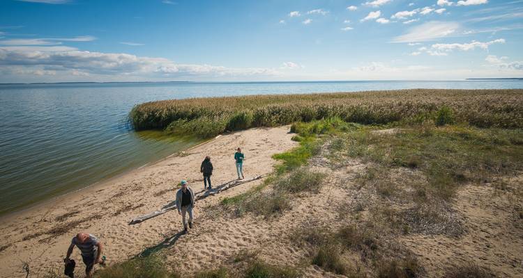 Here's the Dutch translation:
Mensen die langs een zandige waterkant lopen met riet en water.