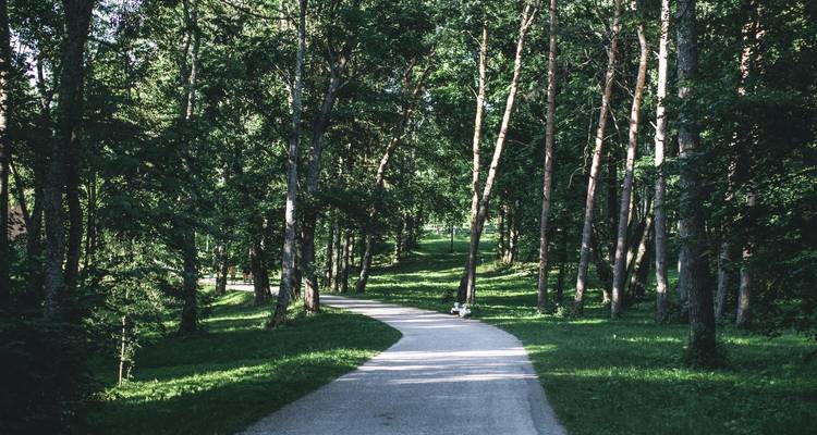 Een pad door een bebost gebied met hoge bomen.