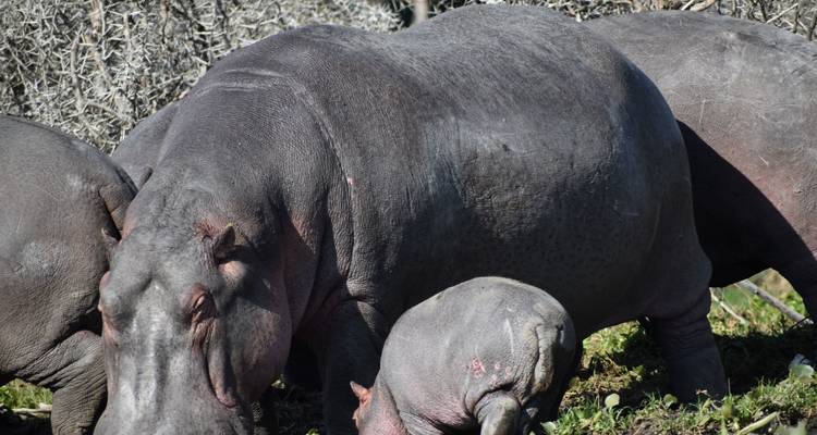 Hippopotames dans un environnement naturel.