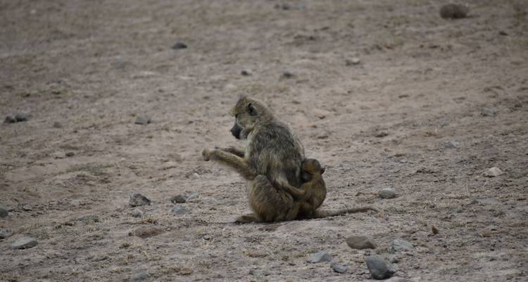 Babouins sur un sol sec et rocheux.