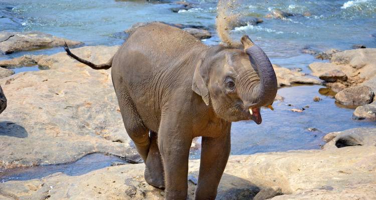 Sri Lanka 8 Days Itinerary - Holiday Lanka Tours 2