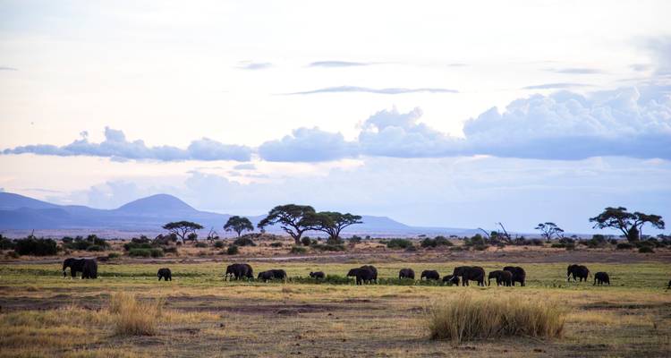Les points forts du Kenya - Costsaver 1