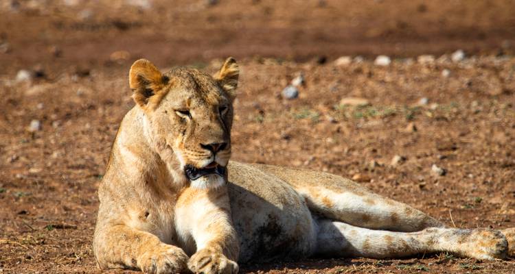 Les points forts du Kenya - Costsaver 3