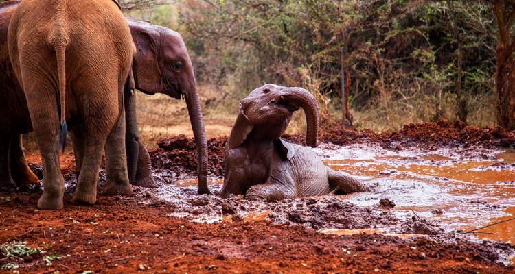 Les points forts du Kenya - Costsaver 7