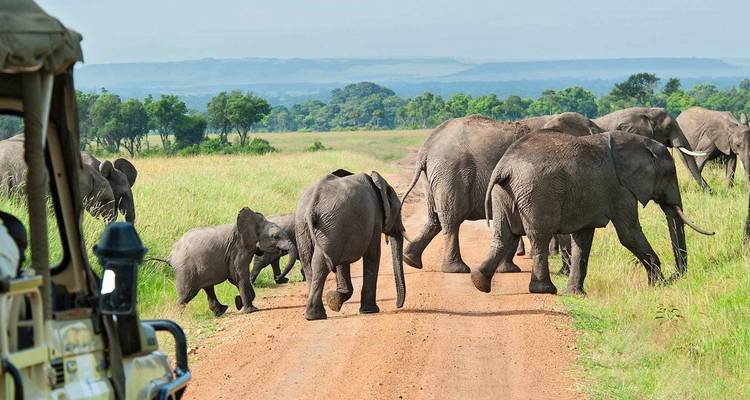 Véhicule de safari observant un troupeau d'éléphants traversant une piste poussiéreuse dans la savane herbeuse