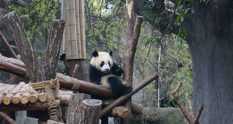 El panda gigante se relaja en ramas de madera rodeado de vegetación exuberante en Chengdu